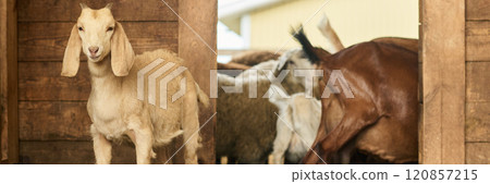 Little goat and herd of domestic animals 120857215