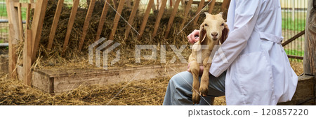 Vet examining goat with stethoscope 120857220