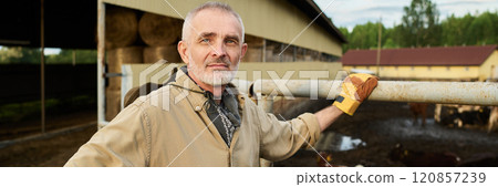 Standing by cattle pen with dairy cows 120857239