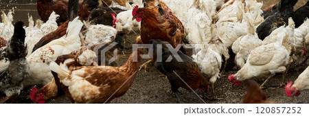 Hens pecking oat, grains and other feed 120857252