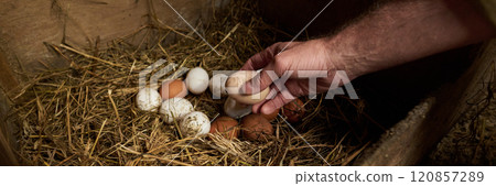 Farmer taking fresh eggs from hay Farmer taking fresh eggs from hay 120857289