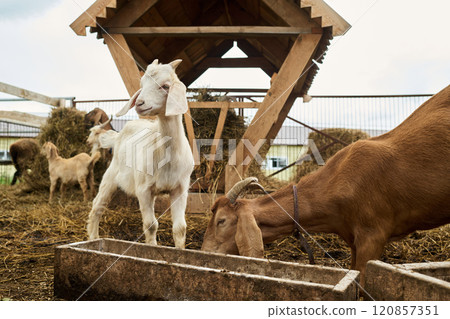 Purebred goats eating by manger 120857351