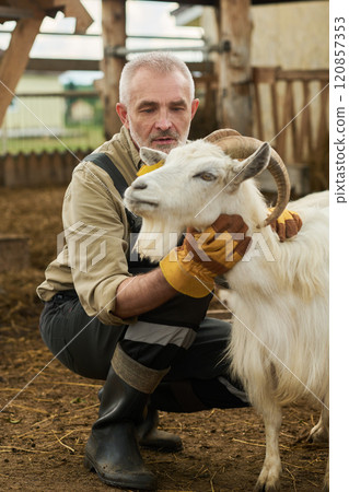 Petting goat and looking at white animal 120857353