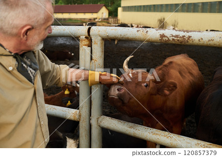 Farmer touching purebred cow with horns Farmer touching purebred cow with horns 120857379