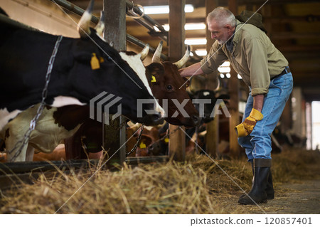 Owner of cattle farm touching dairy cow 120857401