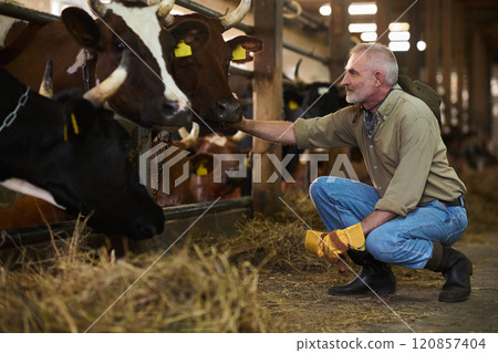Mature owner of dairy farm touching cow Mature owner of dairy farm touching cow 120857404