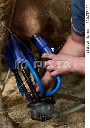 Adjusting work of machine on cow udder 120857491