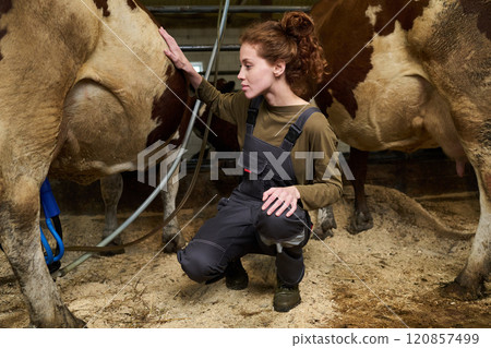 Touching dairy cow during milking 120857499