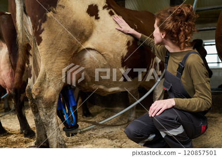 Touching dairy cow with milking machine 120857501