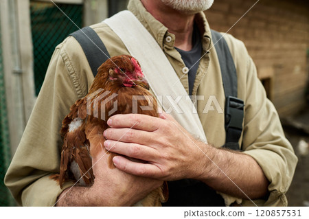 Brown bred chicken in farmer hands 120857531