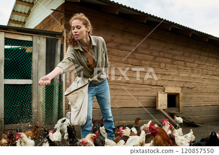 Pouring oat while feeding bred hens Pouring oat while feeding bred hens 120857550