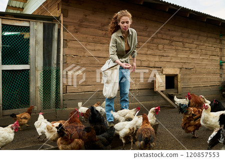 Farmer with sack of oat feeding hens Farmer with sack of oat feeding hens 120857553