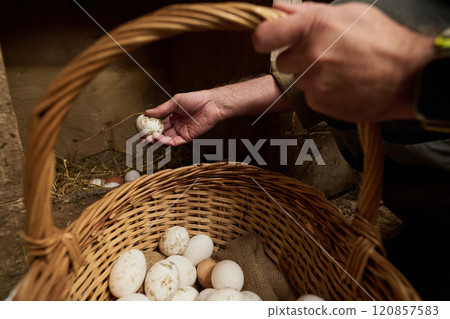Male farmer putting fresh eggs in basket Male farmer putting fresh eggs in basket 120857583