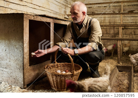 Mature farmer collecting fresh eggs Mature farmer collecting fresh eggs 120857595