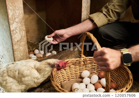 Hands of farmer collecting fresh eggs Hands of farmer collecting fresh eggs 120857606