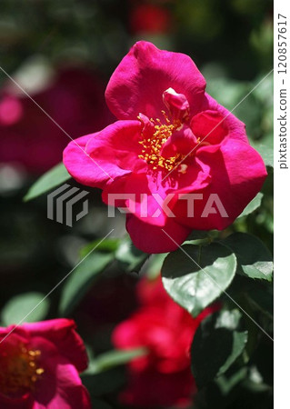 玫瑰:紅紅色,攀緣花 玫瑰:紅紅色,攀緣花 120857617