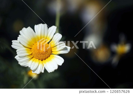 Vegetables - Spring chrysanthemum flowers Vegetables - Spring chrysanthemum flowers 120857626