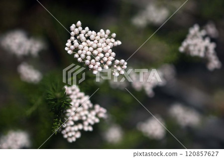 米花白色可愛的花 米花白色可愛的花 120857627