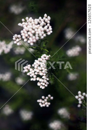 米花白色可愛的花 米花白色可愛的花 120857628