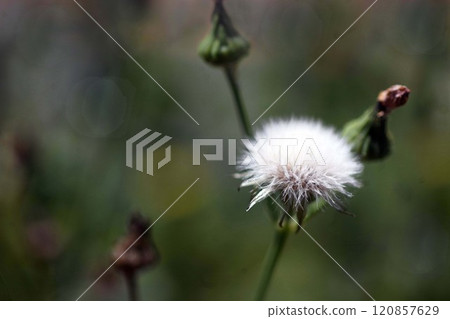 Wild grass: Cornus officinalis fluff 120857629