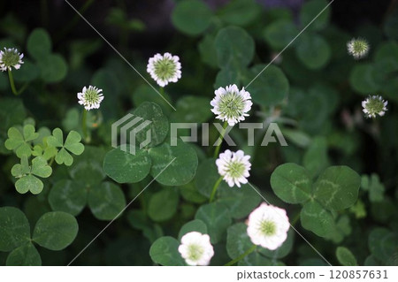 Clover: White flowers starting to bloom Clover: White flowers starting to bloom 120857631