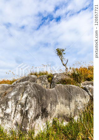 平尾台的秋景和紅葉【福岡縣北九州】 平尾台的秋景和紅葉【福岡縣北九州】 120857721