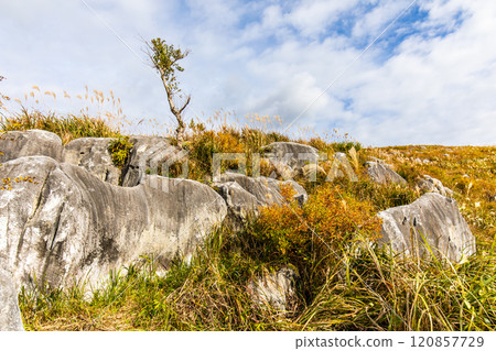 Autumn scenery of Hiraodai and red leaves [Kitakyushu City, Fukuoka Prefecture] 120857729