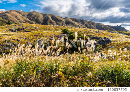 平尾台的秋景和紅葉【福岡縣北九州】 平尾台的秋景和紅葉【福岡縣北九州】 120857795