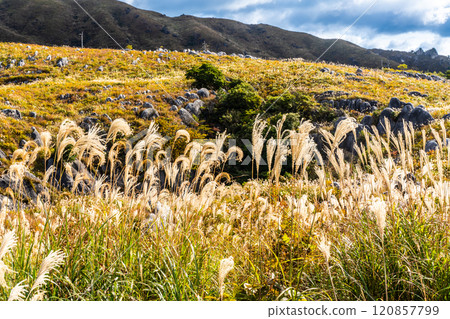 平尾台的秋景和紅葉【福岡縣北九州】 120857799
