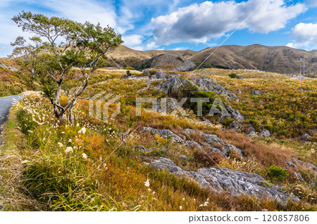 Autumn scenery of Hiraodai and red leaves [Kitakyushu City, Fukuoka Prefecture] 120857806