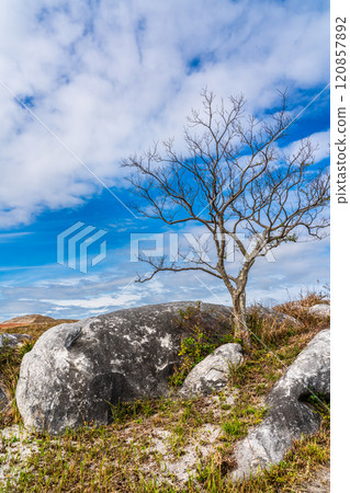 Autumn scenery of Hiraodai and red leaves [Kitakyushu City, Fukuoka Prefecture] 120857892