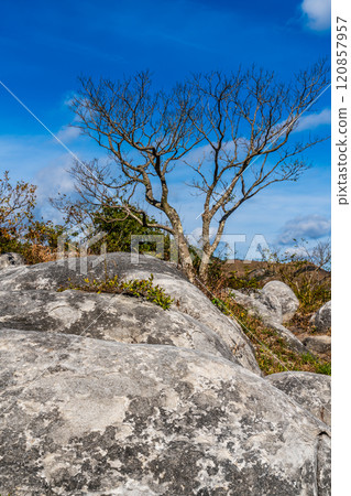 Autumn scenery of Hiraodai and red leaves [Kitakyushu City, Fukuoka Prefecture] 120857957