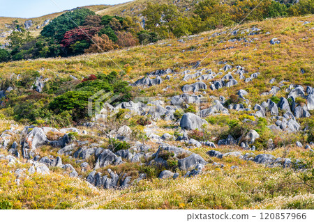 Autumn scenery of Hiraodai and red leaves [Kitakyushu City, Fukuoka Prefecture] 120857966