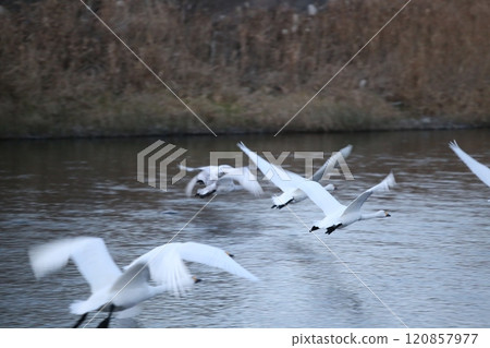 2023 Azumino Swan 120857977