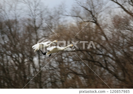 2023 Azumino Swan 120857985