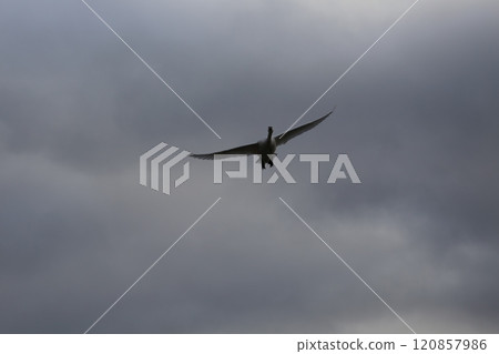 2023 安曇野天鵝 120857986