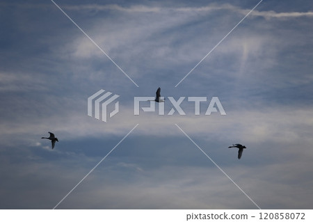 2023 Azumino Swan 2023 Azumino Swan 120858072