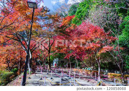 秋季高尾山索道月台 120858088