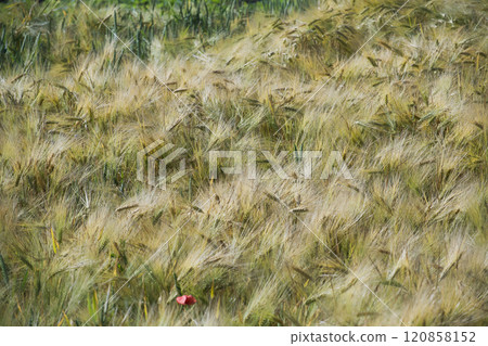 Lush barley field swaying gently in the breeze on a sunny day 120858152
