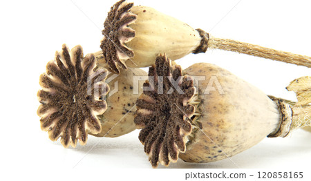 Close-Up of Dried Poppy Seed Pods on White Background 120858165