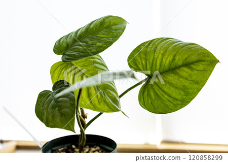 Araceae Philodendron sodiolii Araceae Philodendron sodiolii 120858299