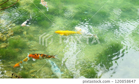 fish, underwater, swimming 120858647