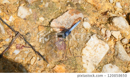 A wild blue dragonfly resting on the ground A wild blue dragonfly resting on the ground 120858650