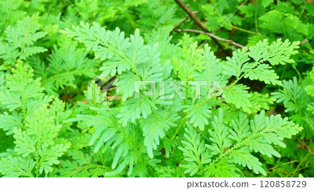 selaginella involvens in the forest selaginella involvens in the forest 120858729