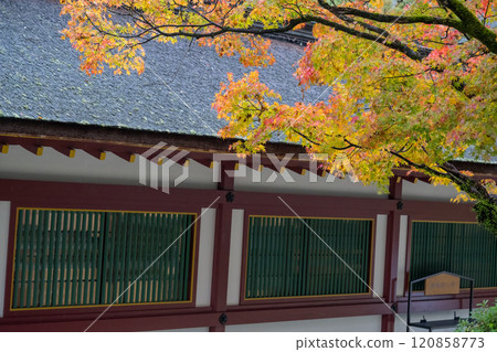 下雨天美麗的秋葉點 下雨天美麗的秋葉點 120858773
