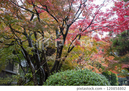 Beautiful autumn foliage viewing spots on rainy days Beautiful autumn foliage viewing spots on rainy days 120858802