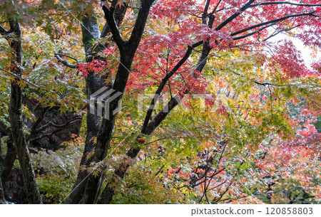 Beautiful autumn foliage viewing spots on rainy days Beautiful autumn foliage viewing spots on rainy days 120858803