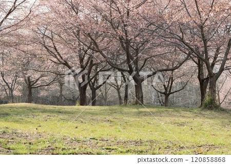 櫻花的風景 櫻花的風景 120858868