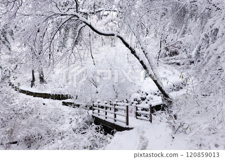 a serene winter landscape with snow-covered trees and a wooden fence. The ground is completely blanketed in snow, and the scene is tranquil and peaceful. a serene winter landscape with snow-covered trees and a wooden fence. The ground is completely blanketed in snow, and the scene is tranquil and peaceful. 120859013