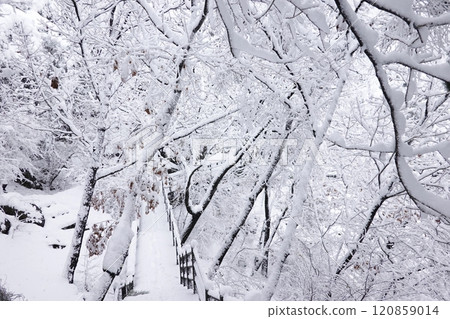 a serene winter landscape with snow-covered trees and a wooden fence. The ground is completely blanketed in snow, and the scene is tranquil and peaceful. 120859014